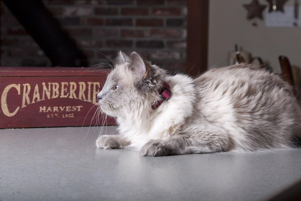 LupinePet Eco Sicherheits-Katzenhalsband mit Glöckchen – Berry
